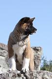 AKITA AMERICAIN 067